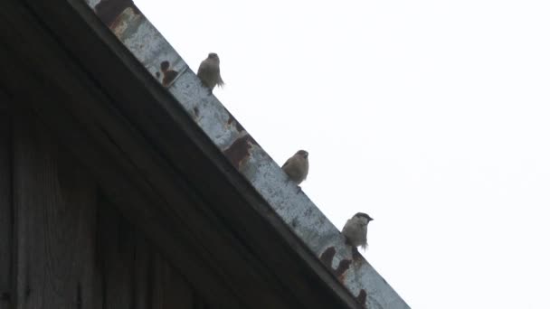 Flock Birds Sparrows Sitting Old Roof House Birds Sit Roof — Stock Video