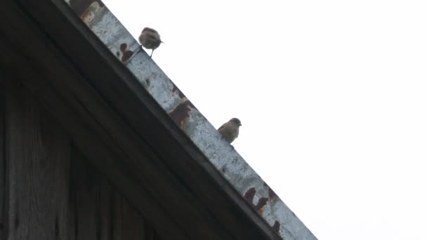 一群小鸟 麻雀正坐在房子的旧屋顶上 鸟儿坐在屋顶上 麻雀在长途飞行4K后休息了 — 图库视频影像
