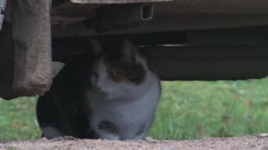 4K UHD Cat park yerinde arabanın altında dinleniyor. Klipsi kapat