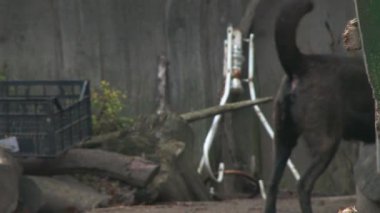 Açık havada saldırgan bir siyah köpeğin portresi. 4 bin. Klipsi kapat