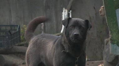 Açık havada saldırgan bir siyah köpeğin portresi. 4 bin. Klipsi kapat