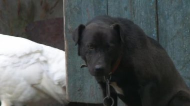 4 bin. Köy bahçesinde zincirlenmiş bir köpek. Hayvan, eski bir hayvan çiftliği ve beyaz hindilerin arka planına karşı..