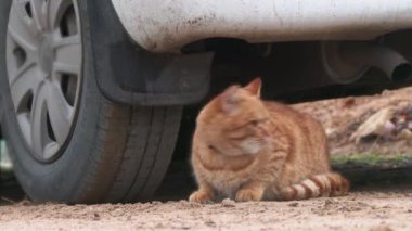 4K UHD Cat park yerinde arabanın altında dinleniyor. Klipsi kapat