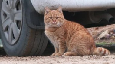 4K UHD Cat park yerinde arabanın altında dinleniyor. Klipsi kapat