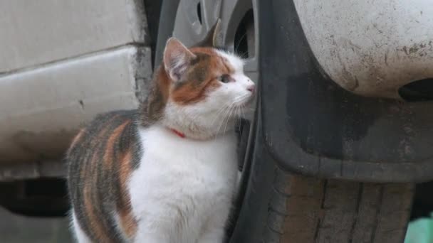 Uhd Cat Relaxando Sob Carro Lugar Estacionamento Feche Clipe — Vídeo de Stock