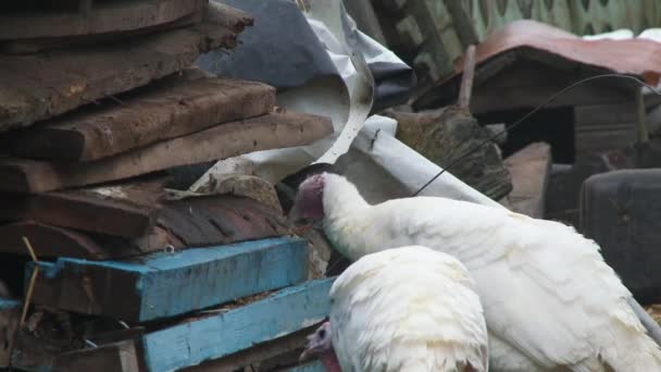 Turkiet med vita fjädrar och röda små bihang tittar på andra kalkoner i förvirring 4k — Stockvideo