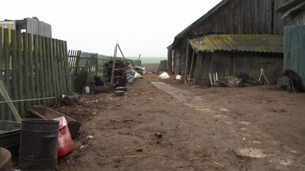 02.13.2019 Opsa Belaus.Oud groen dorpshuis met tuin. Grijze ganzen grazen kalkoen op de boerderij. Natuur en natuur achtergrond. Kerstconcept. Wilde kalkoen schreeuwt en toont zijn veren om vrouwtjes te beschermen en aan te trekken. Eco boerderijvoedsel. 4k — Stockvideo