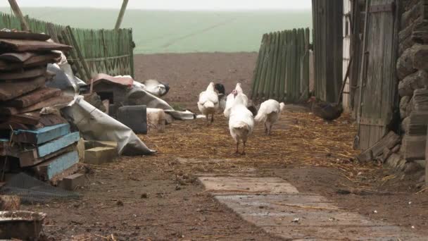 農場のトルコ鳥。自然と野生生物の背景。クリスマスのコンセプト。野生の七面鳥の男性は叫び、女性を保護し、誘致するために彼の羽を表示します。エコファーム食品。4k — ストック動画