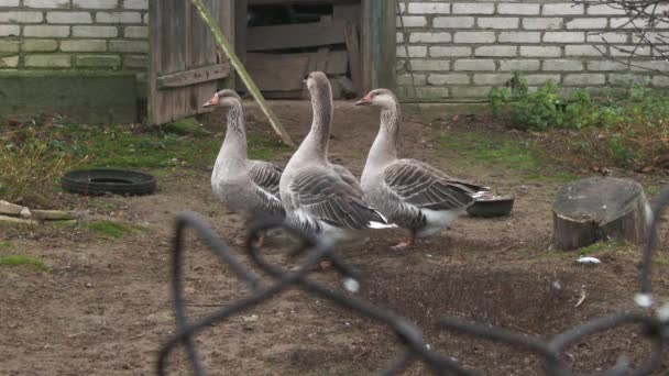 Rustic geese in a corral on the street. View through a metal mesh. Pets 4k. Gray geese graze in the yard — Stock Video