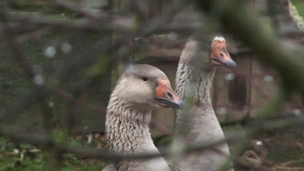 Close up clip. Rustic geese in a corral on the street. Pets. Gray geese graze in the yard 4k — Stock Video