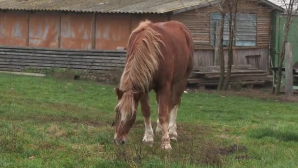 Καφέ άλογο περπατά κατά μήκος του αγρού σε ένα χωριό με φόντο παλιά ξύλινα σπίτια. Ένα άλογο βόσκει σε ένα καταπράσινο λιβάδι με αγριολούλουδα. Πράσινο λιβάδι. Ζώα. 4ια — Αρχείο Βίντεο