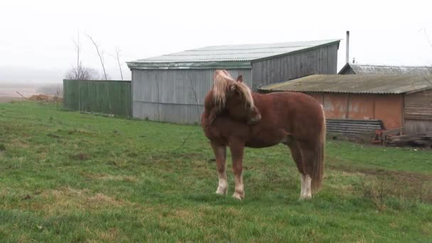 Bruin paard loopt over het veld in een dorp tegen de achtergrond van oude houten huizen. Een paard graast op een groen veld met wilde bloemen. Groene weide. Dieren. 4k — Stockvideo