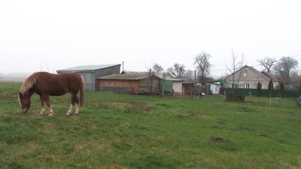 Brun häst går över fältet i en by mot bakgrund av gamla hus. En häst betar på ett grönt fält med vilda blommor. Grön äng. Djur. 4k — Stockvideo