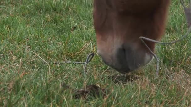 Το άλογο τρώει φρέσκο χορτάρι στο πράσινο λιβάδι, κοντά 4k — Αρχείο Βίντεο