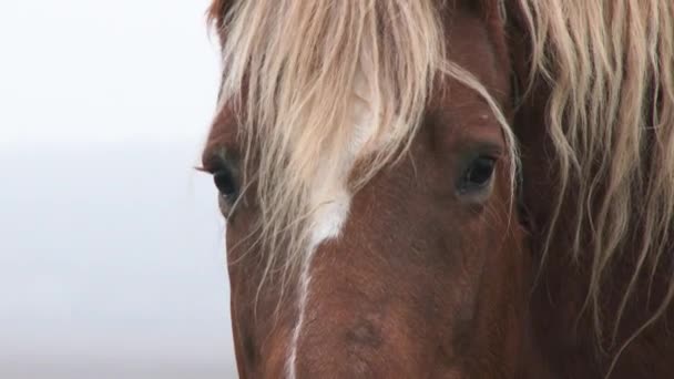 Sluiten van het paardenoog met vliegen in de buurt. Huiselijk wit paard in een boerenveld. Een kloppend paard. 4k — Stockvideo