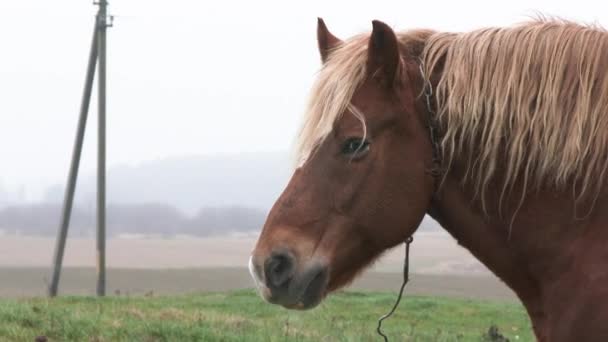 Brun häst går över fältet i en by. En häst betar på ett grönt fält med vilda blommor. Grön äng. Djur. 4k — Stockvideo