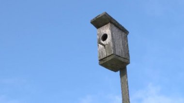 Ladin ağacının gövdesinde ev yapımı ahşap kuş evi. Ormandaki vahşi kuşlara dikkat et. Ormanda sis.