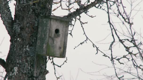 Casa de pássaros de madeira caseira no tronco de uma árvore de abeto. cuidar de aves selvagens nas florestas. nevoeiro na floresta — Vídeo de Stock