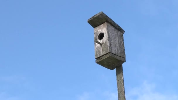 Casa Pássaros Madeira Caseira Tronco Uma Árvore Abeto Cuidar Aves — Vídeo de Stock