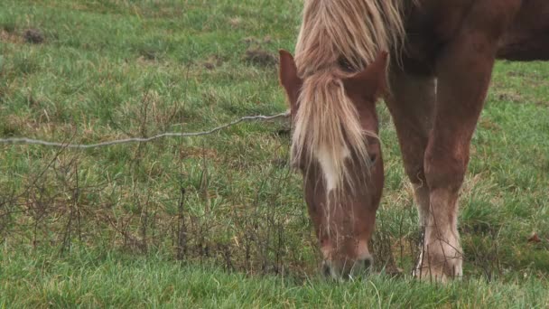 Brown cheval marche à travers le champ dans un village. Un cheval broute sur un champ vert avec des fleurs sauvages. Une prairie verte. Des animaux. 4k 
