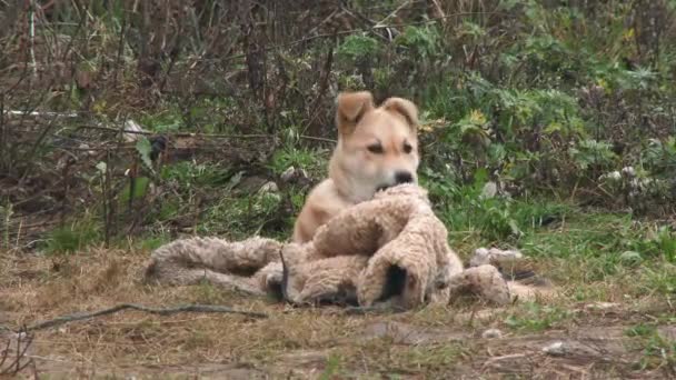 4k. Un cane guardia zenzero sta giocando con vecchi vestiti. Lacrime di cane caldo lettiera. Cane da guardia su una catena nel villaggio. Un cane da guardia in una catena della fattoria. Cane attaccato con catena corta al suo canile . — Video Stock