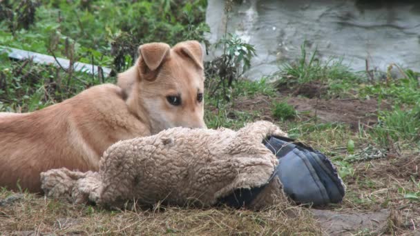 4kだガード生姜犬は古い服で遊んでいます。犬の涙暖かいゴミ。村の鎖の上に番犬。農場の鎖の上の番犬。犬はその犬小屋に短い鎖で接続されている. — ストック動画
