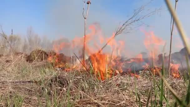 澄んだ青い空に対する燃焼場 昨年の草の古い乾燥燃焼 多くの煙が燃える草から立ち上がる 偶発的な災害 生態系の大惨事 アマゾンとシベリアの山火事 — ストック動画