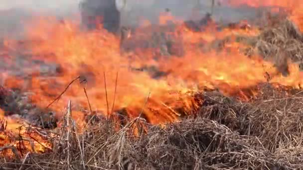 Un champ brûlant contre un ciel bleu clair. Brûler de l'herbe sèche l'an dernier. Beaucoup de fumée monte de l'herbe brûlante. Catastrophe accidentelle, catastrophe écologique. Amazonie et feux de forêt sibériens