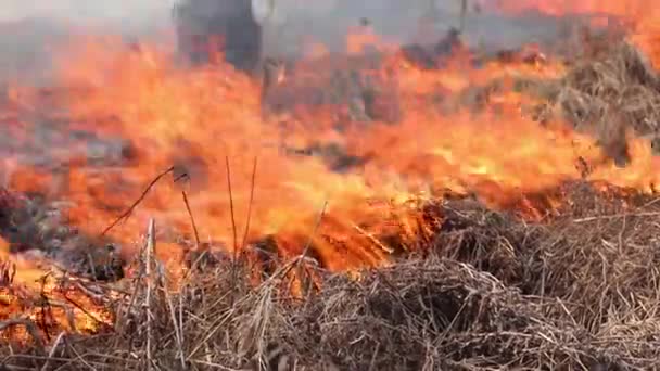 Campo Ardiente Contra Cielo Azul Claro Quemando Hierba Vieja Seca — Vídeo de stock