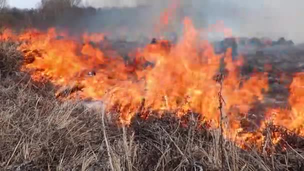 Un champ brûlant contre un ciel bleu clair. Brûler de l'herbe sèche l'an dernier. Beaucoup de fumée monte de l'herbe brûlante. Catastrophe accidentelle, catastrophe écologique. Amazonie et feux de forêt sibériens