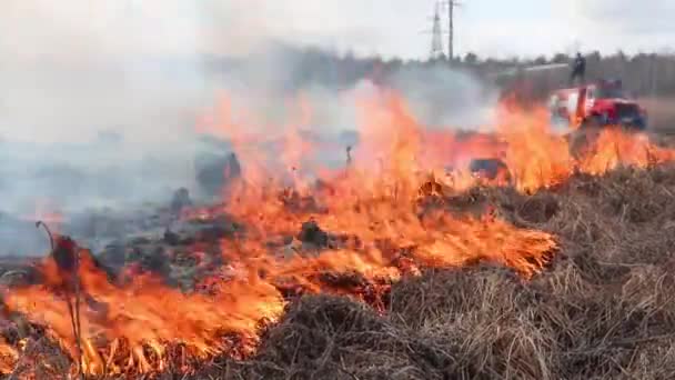 背景の燃焼芝生のフィールドに光を点滅して消防車 森林火災時の野焼き草を背景に消防車 自然災害の救済と防止 — ストック動画