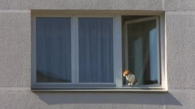 Pencereden dışarı bakan bir kedi. 4K 'de New York' ta caddenin karşısındaki binaya kuş bakışı bakan turuncu tekir kedi. Evde evcil hayvan. Rahat sahne, yaşam tarzı. Kedi avı.