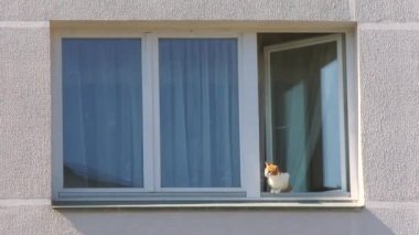 Pencereden dışarı bakan bir kedi. 4K 'de New York' ta caddenin karşısındaki binaya kuş bakışı bakan turuncu tekir kedi. Evde evcil hayvan. Rahat sahne, yaşam tarzı. Kedi avı.