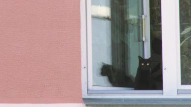 Pencerenin üzerinde duran siyah sarı gözlü kediyi kapat. Yumuşak siyah kedi pencereye bak. Beyaz arka planda güzel bir kedi. Kedi yavrusu gözlerini kırpıyor. Şirin kedi kafasını sağa sola hareket ettiriyor. Evcil hayvan konsepti