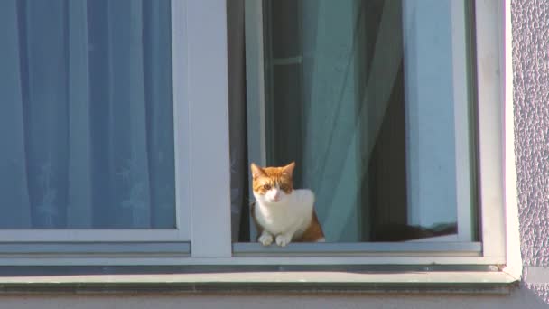 Close Cat Looking Staring Out Open Window Orange Tabby Cat — Stock Video