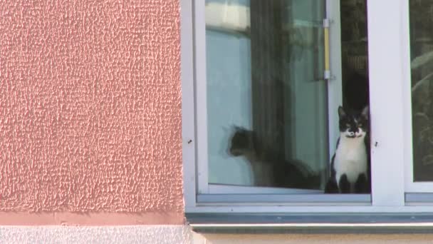 Nahaufnahme Lustige Hauskatze Die Aus Dem Offenen Fenster Starrt Katzenpfote — Stockvideo