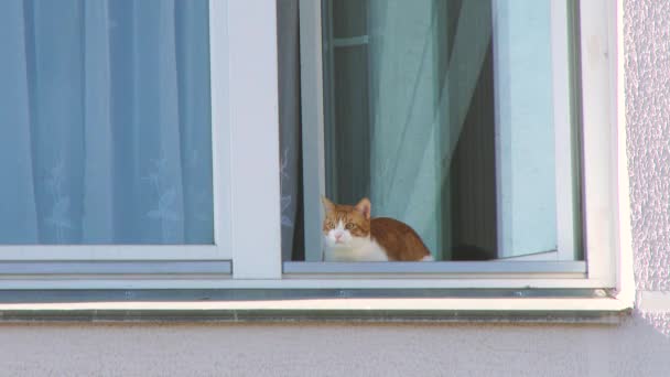 猫を閉じ 開いているウィンドウの外を見ながら 4Kでニューヨーク市内の通りの向こうに建物の鳥の目のビューでウィンドウでオレンジ色のタビー猫のポージング ペットを家に 居心地の良いシーン ライフスタイル — ストック動画