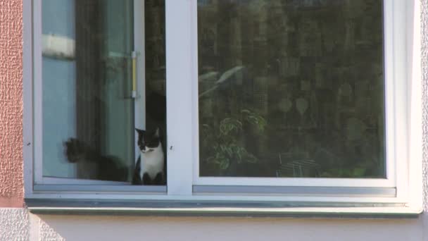 关闭有趣的房子猫看向窗外打开的窗户 在4K的香港 猫在窗户前拍着爪子 鸟瞰着对面街道的建筑 宠物在家里 舒适的场面 舒适的生活 — 图库视频影像