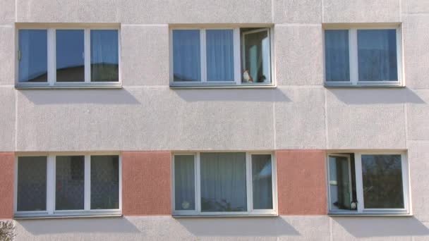 Deux Drôles Chat Maison Regardant Par Fenêtre Ouverte Les Chats — Video