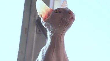Kel, komik, komik Sfenks kedisi. Oturmuş, güneş ışığında dinleniyor. Huysuz Sphynx Kedi Cephesi 'nin yakın plan portresi. Kanada 'nın büyük, soylu, çıplak kedisi. Yünsüz bir kedi yavrusu. Hayvan temaları 4k