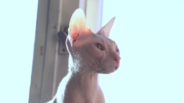 Holohlavá Bezsrstá Legrační Sfinžská Kočičí Sedačka Odpočívající Slunci Detailní Portrét — Stock video