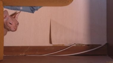 Güzel Velor Sfenks kedisi yatak odasındaki kanepenin altında oturur ve başka bir odaya kaçar. Sfenks cinsi. Sevimli kedi. Ev hayvanı. Sevimli evcil hayvan. En iyi arkadaşım. Hayvan bakımı 4k