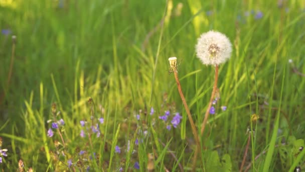 Gezicht op handen die wilde bloemen oppikken in een weiland in het voorjaar. Vrouw meisje neemt paardebloem en madeliefje bloemen van het veld genieten van het seizoen in de ochtend zonlicht. Stuifmeelallergie. Langzame beweging 4k — Stockvideo