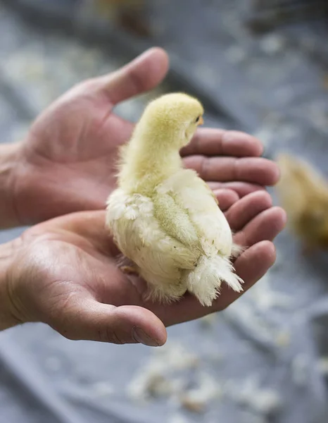 Un pollito amarillo — Foto de Stock