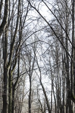Güneş Park antik ağaçlar vardır. Burada insanlar yürümek