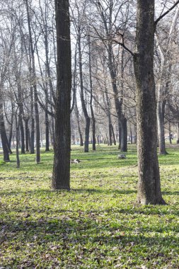 Güneş Park antik ağaçlar vardır. 