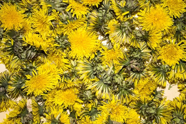 The background of the many buds of yellow dandelions — Stock Photo, Image