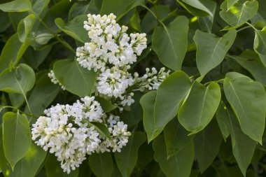 çiçek açması beyaz ile yeşil yeşillik leylak dalı