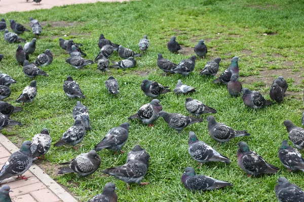 Çimlerin üzerinde güvercinler — Stok fotoğraf