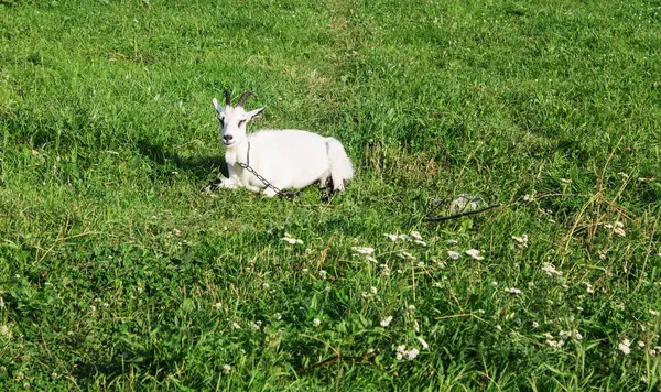 Koza Leży Trawniku Wiosce — Zdjęcie stockowe